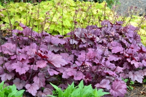 Heuchera 'Georgia Plum' 